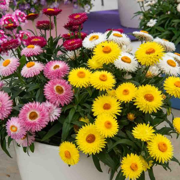 Fleurs - Immortelle à Bractées Double Variée - face recto